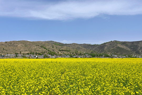 乡村油菜花