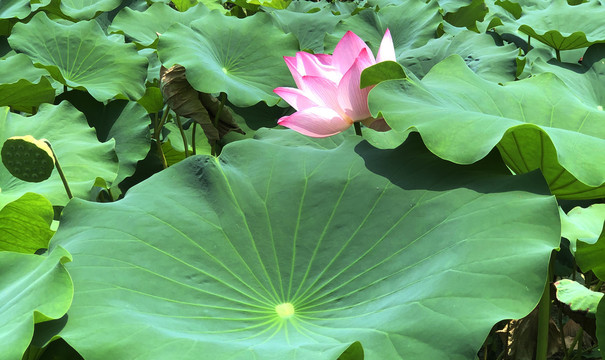 荷花