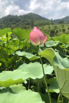 荷花