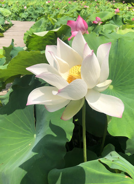 荷花