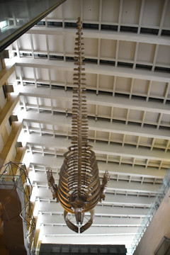 鲸鱼骨骼