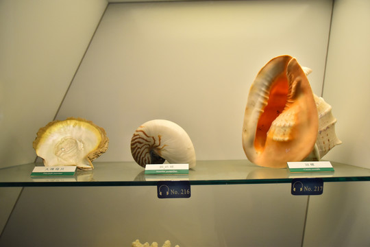 贝壳标本