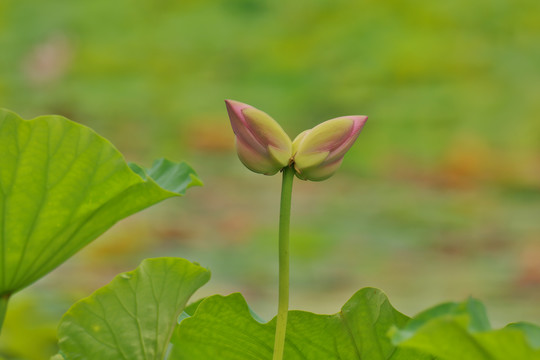 夏日莲莲