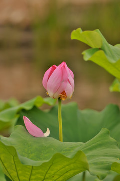 夏日莲莲