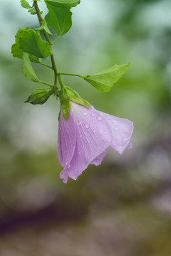 木槿花