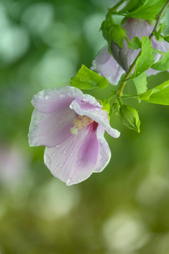 木槿花