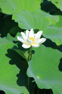 夏季荷花素材背景