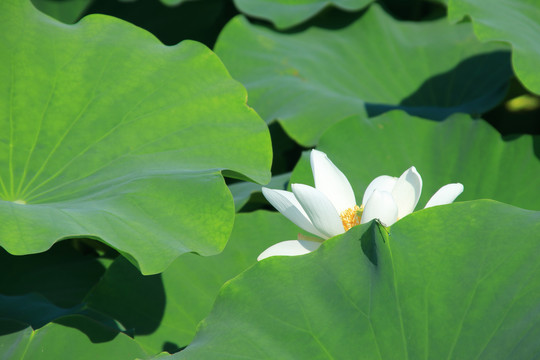 夏季荷花素材背景