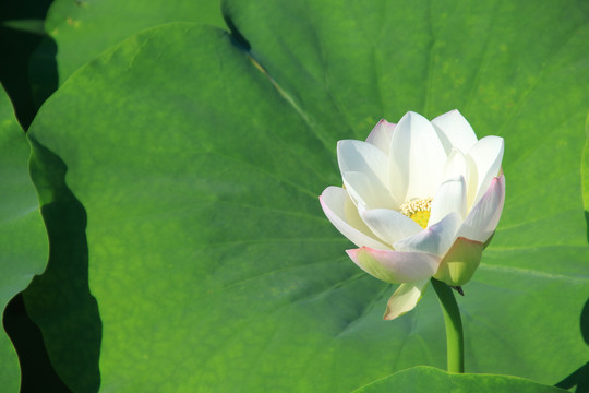 夏季荷花素材背景