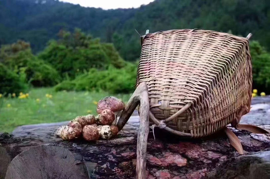 野生鸡枞