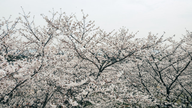 樱花