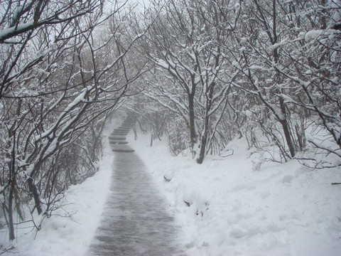 雪后黄山小道
