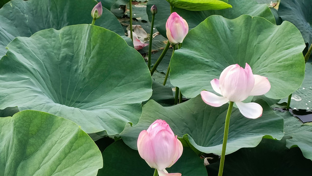 五大连池风景区荷花盛开