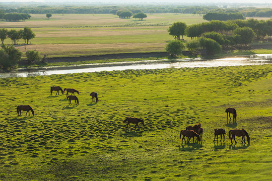 湿地草原马群吃草