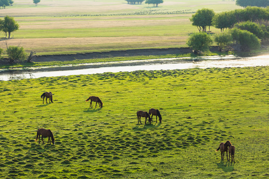 河流湿地草原马群