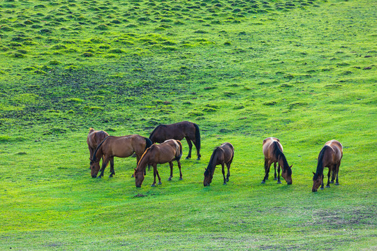 夏季草原牧场马群吃草