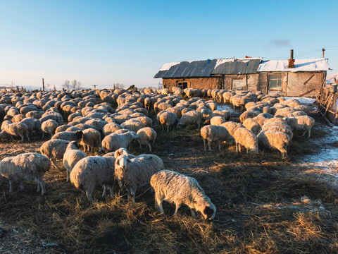 冬季牧民定居点羊群