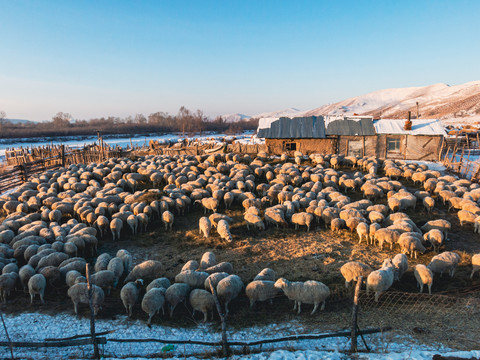 冬季北方民居羊群