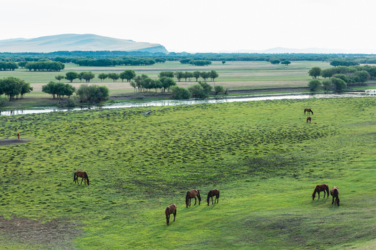 河流湿地夏季草原牧场马群