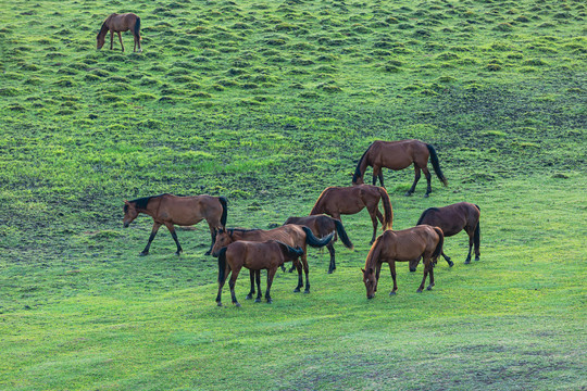 夏季湿地草原马群