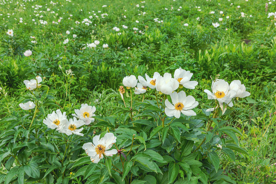 夏季草原芍药花