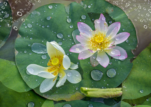 雨后荷花别样红