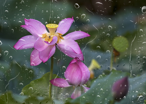 雨后荷花别样红