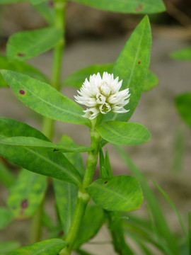 野生喜旱莲子草的花期