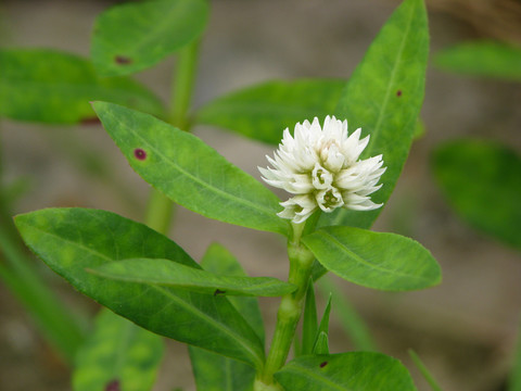 野生喜旱莲子草的花期