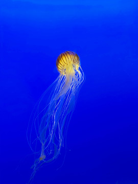 太平洋海刺水母