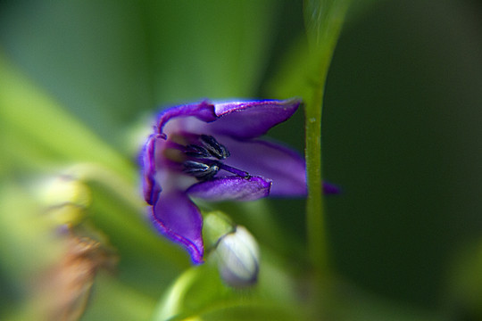 微距看花倩影