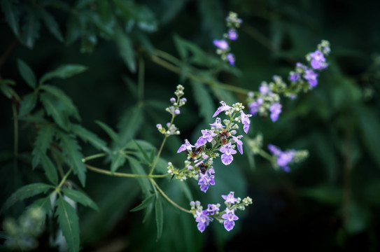 荆条花