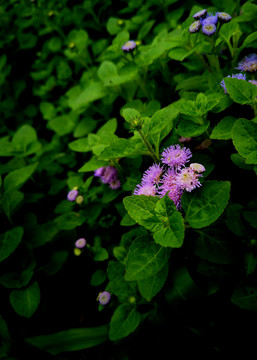 紫花藿香蓟