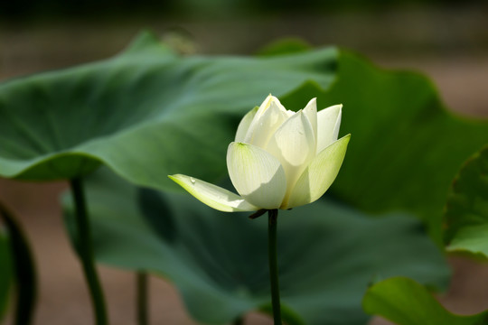 夏日荷花