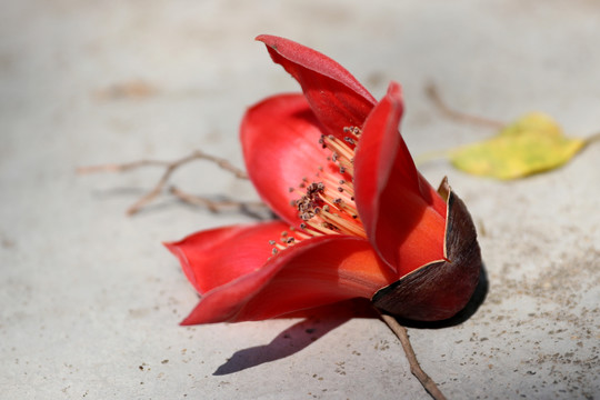 木棉花