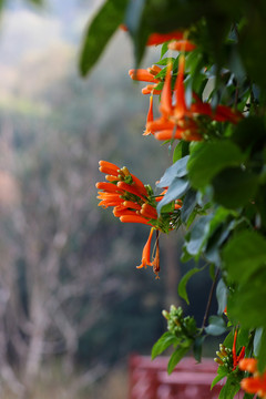 炮仗花