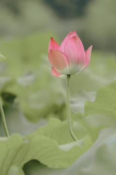 夏天公园水池荷花