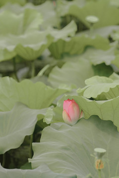 夏天公园水池荷花