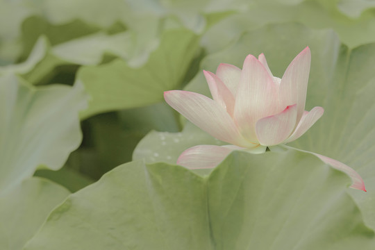 夏天水池荷花