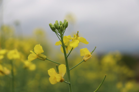 油菜花