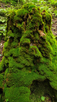 原始森林苔藓