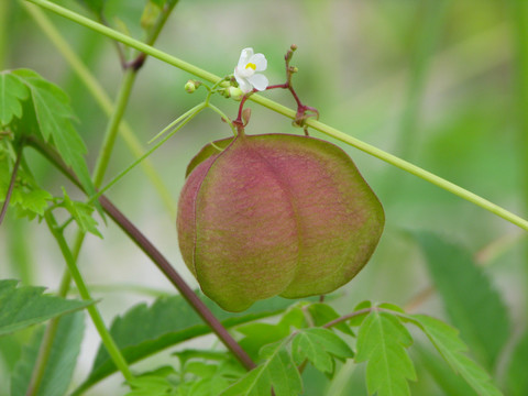 野生倒地铃的花果期