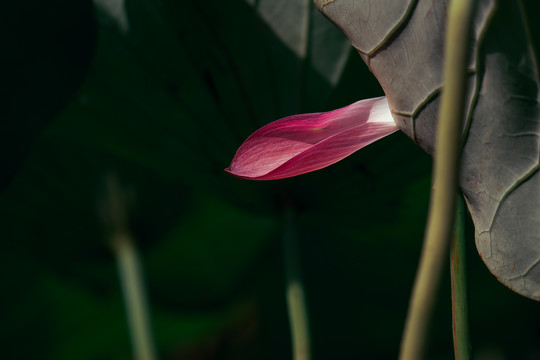 荷花花瓣