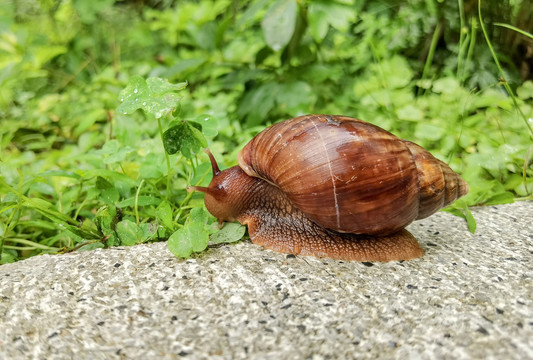 觅食的蜗牛