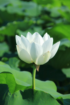 夏季荷花素材背景