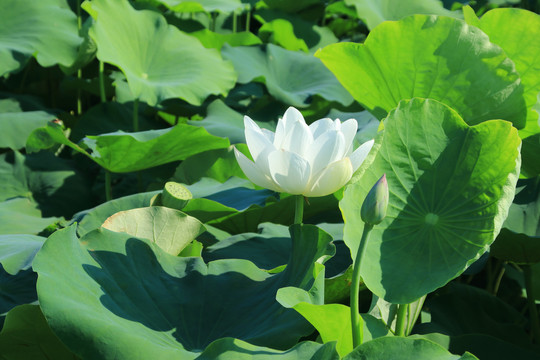 夏季荷花素材背景