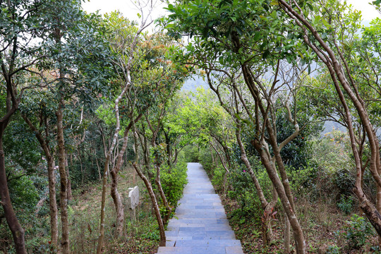 深圳梧桐山景观