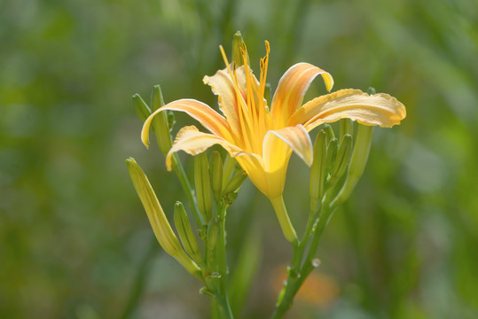 黄花菜鲜花