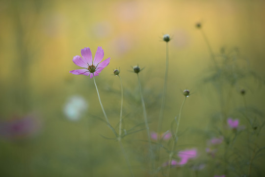 画意格桑花