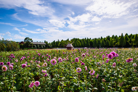 花田